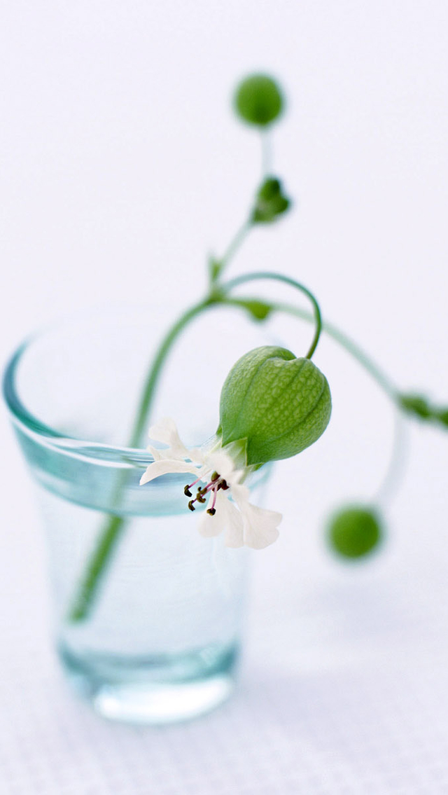 清新小花自然手机壁纸